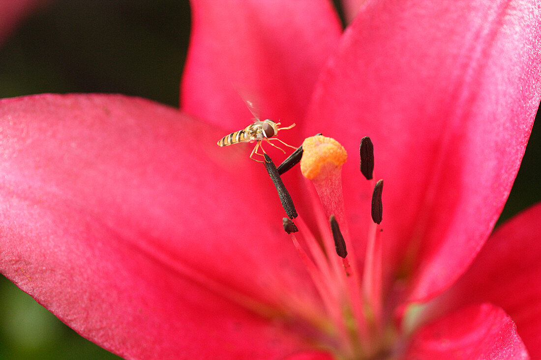 Hover fly and lily flower