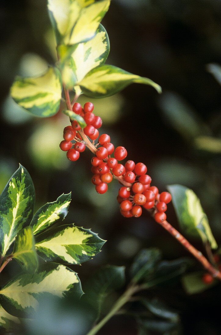 Holly (Ilex altaderensis 'Lawsoniana')