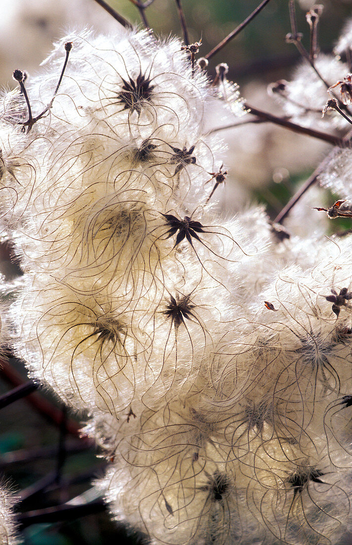 Old man's beard seedheads