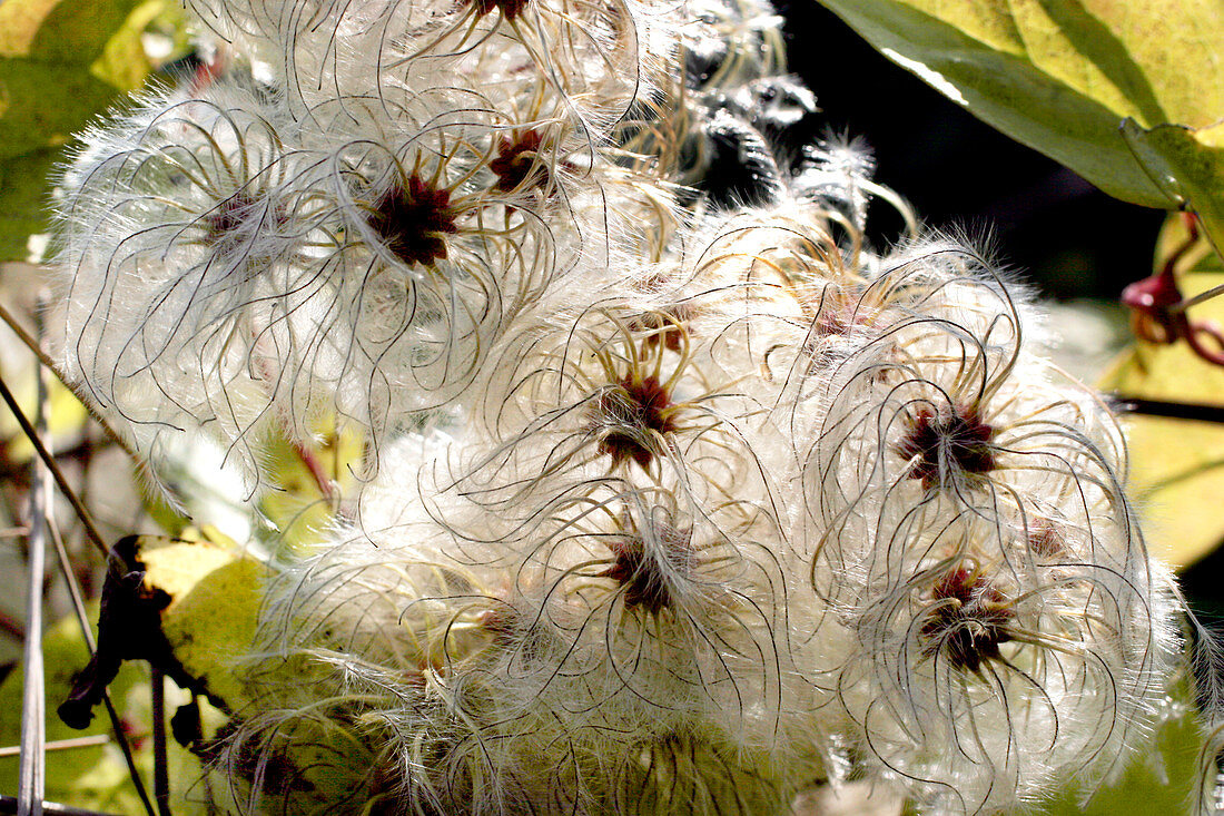 Old man's beard seed heads