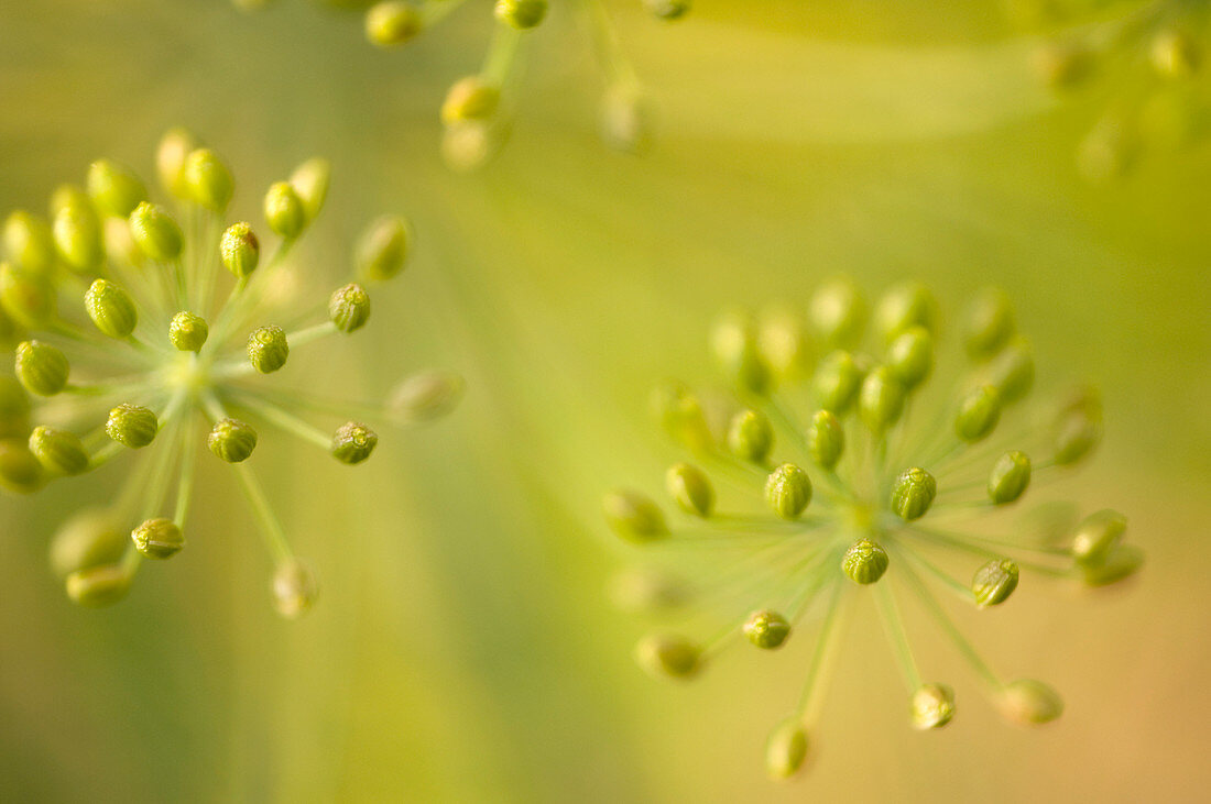 Thai celery seedheads