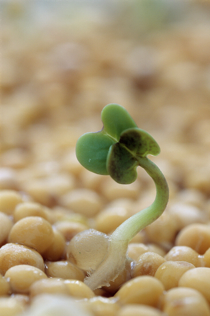 Indian mustard seedling (Brassica juncea)