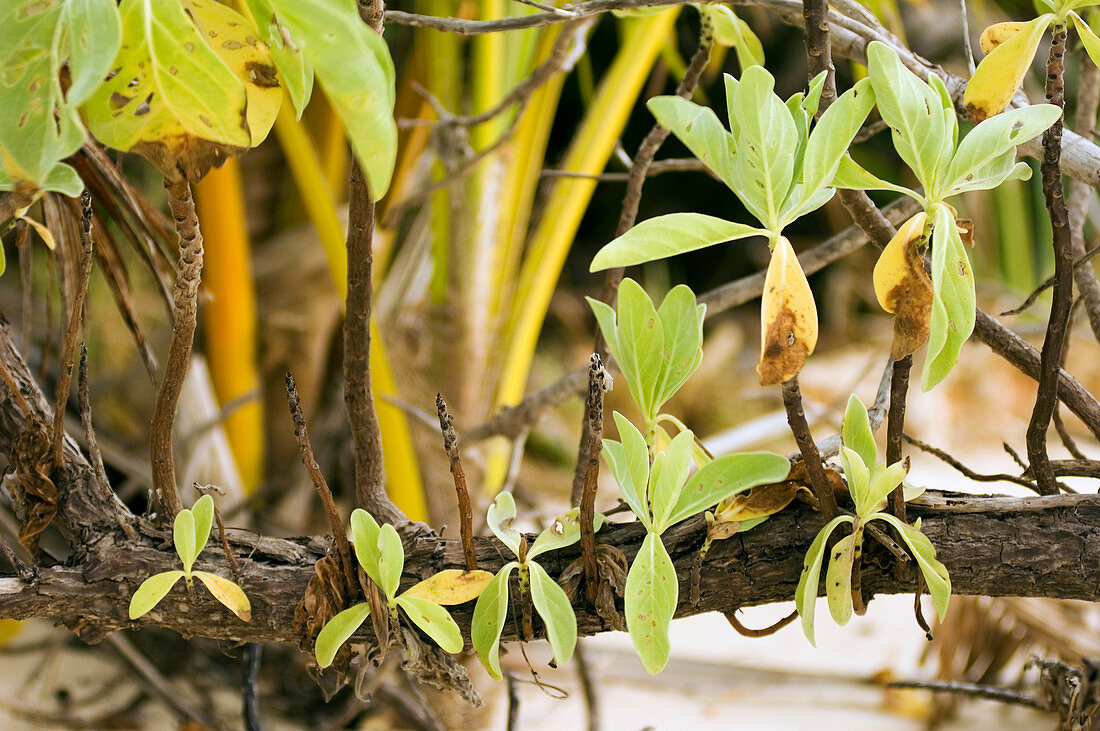 Mangrove shoots (Bruguiera sp.)