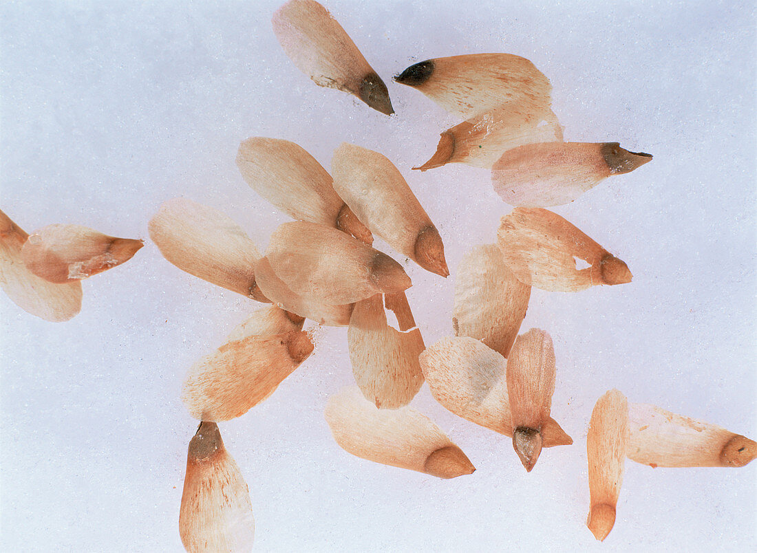 Fir seeds (Abies sp.)