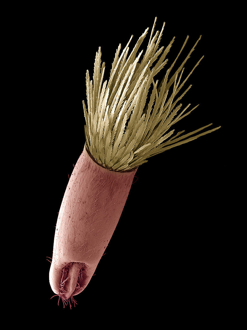 Aster seed,SEM