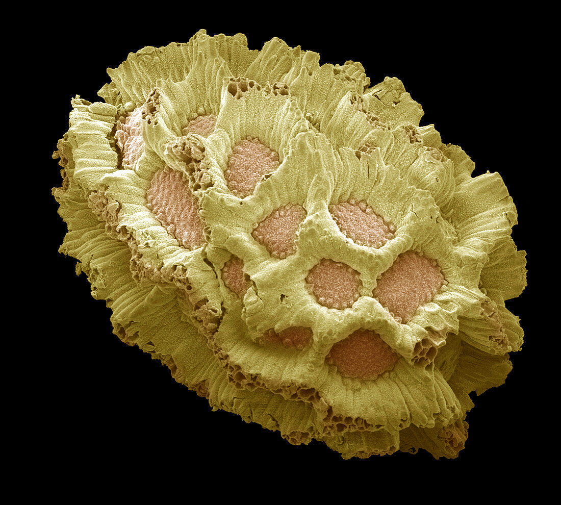 Wildflower seed,SEM