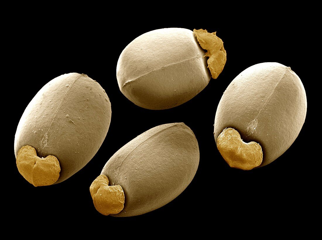Euphorbia seeds,SEM
