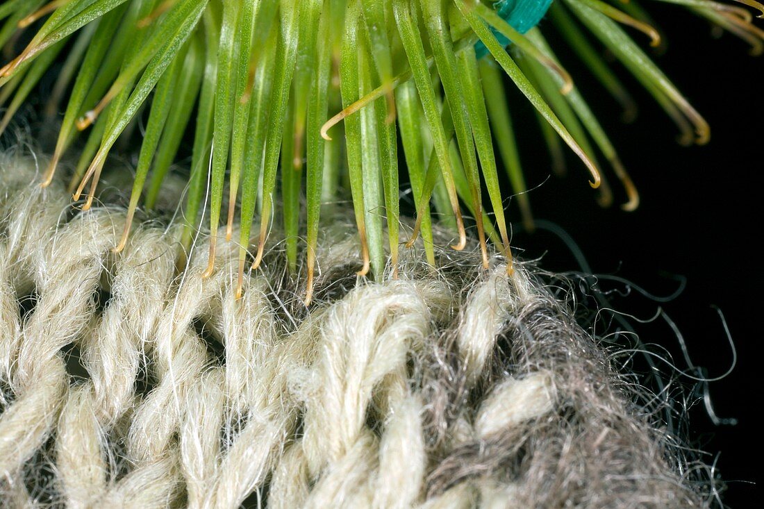 Greater burdock burr caught on wool