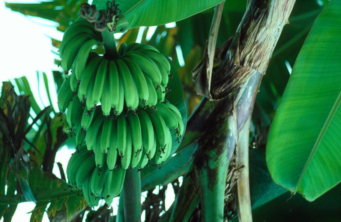 Stem of green bananas