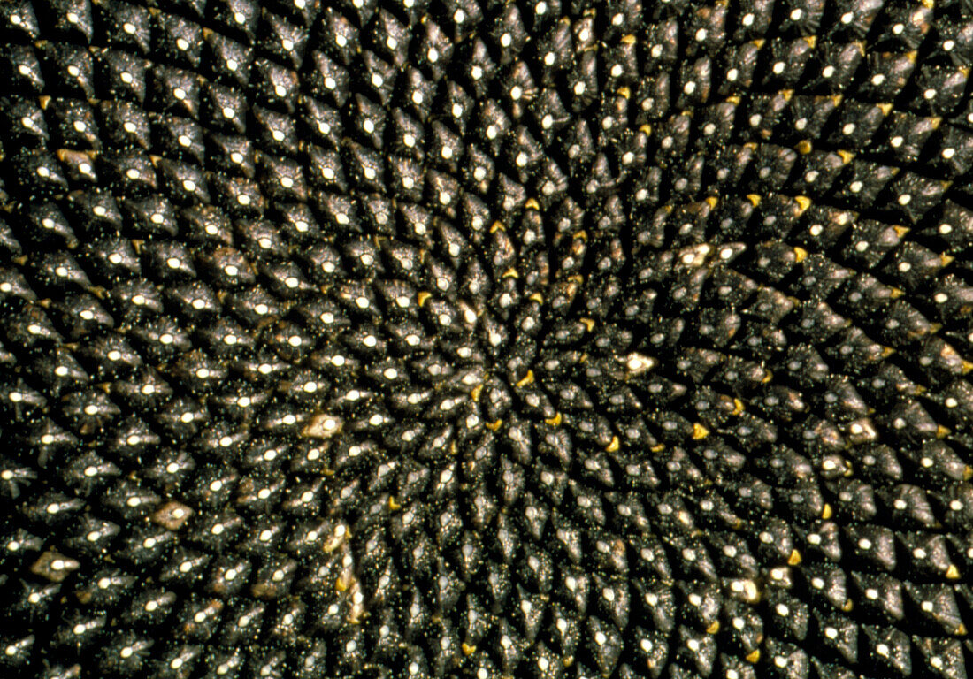 Pattern of seedhead of sunflower