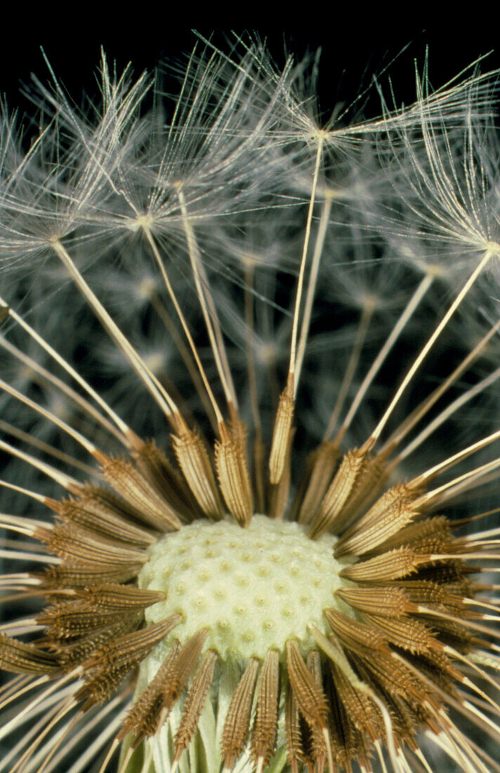 Seeds attached to a half-empty dandelion