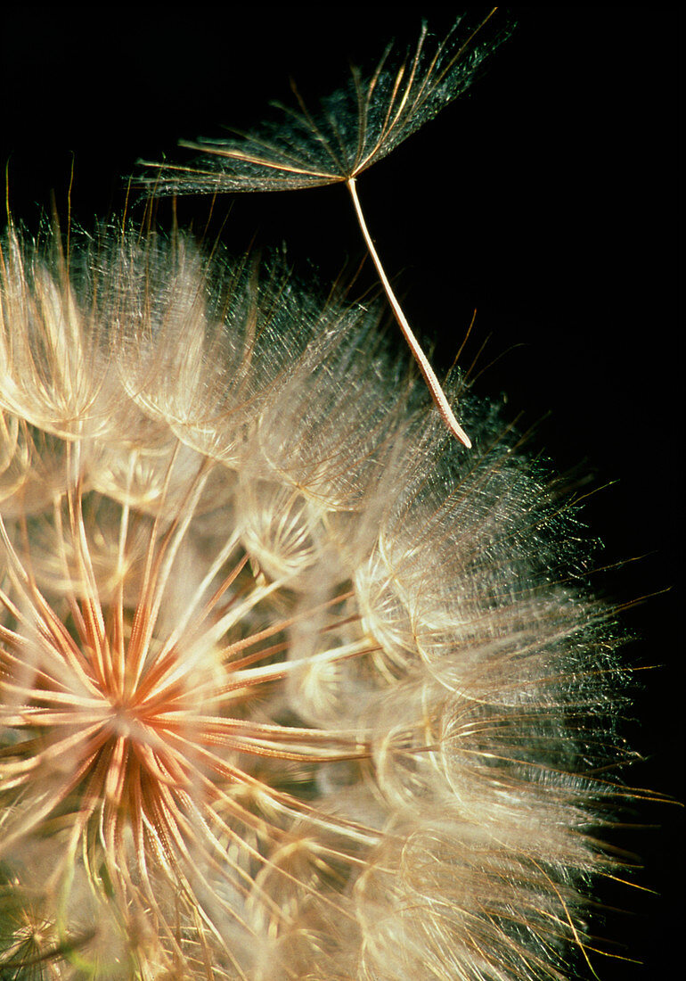 Yellow salsify seeds