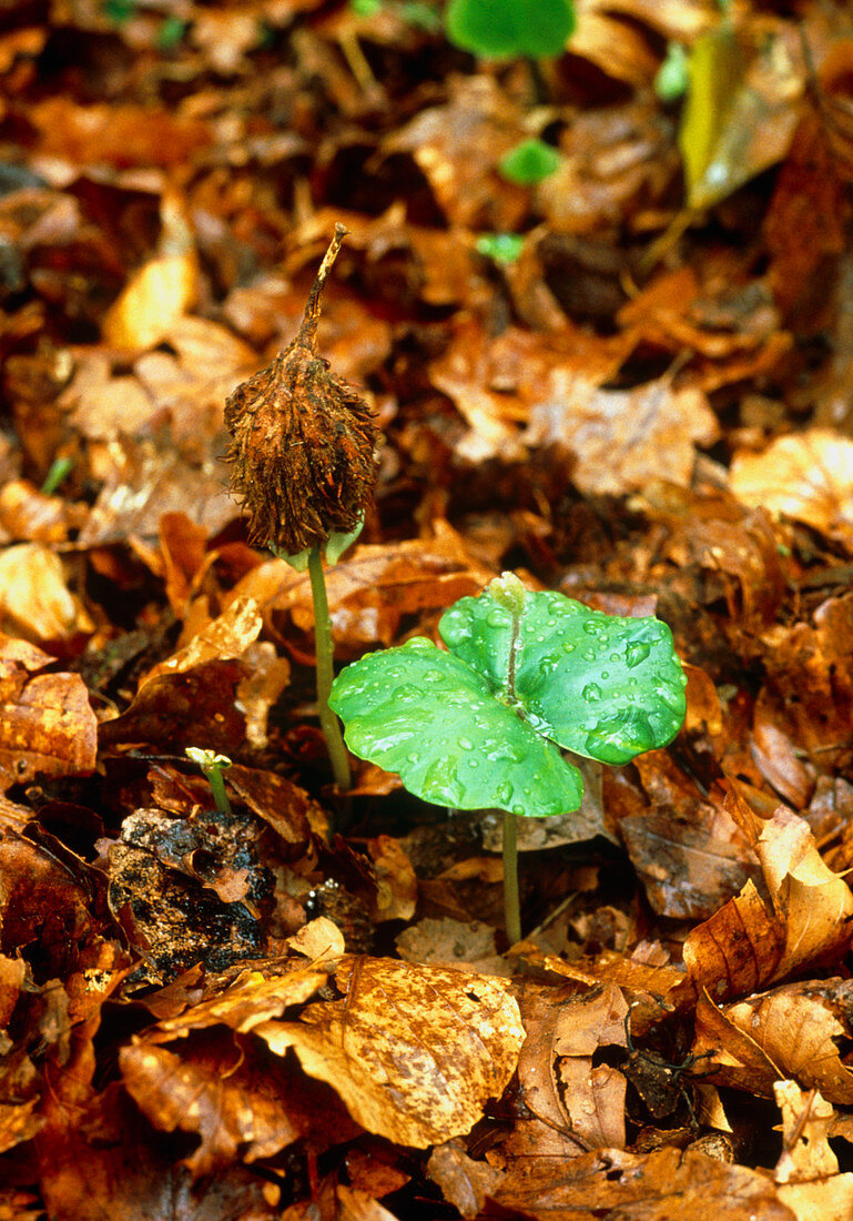 Beech seedling