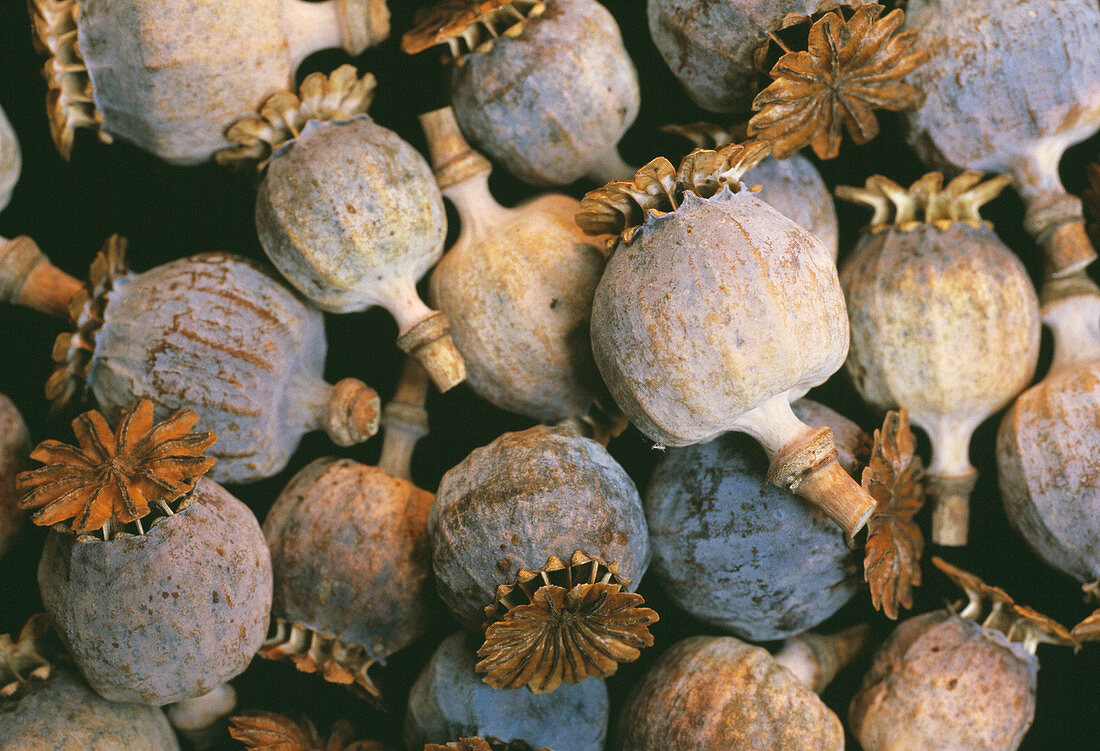 Dried opium poppies