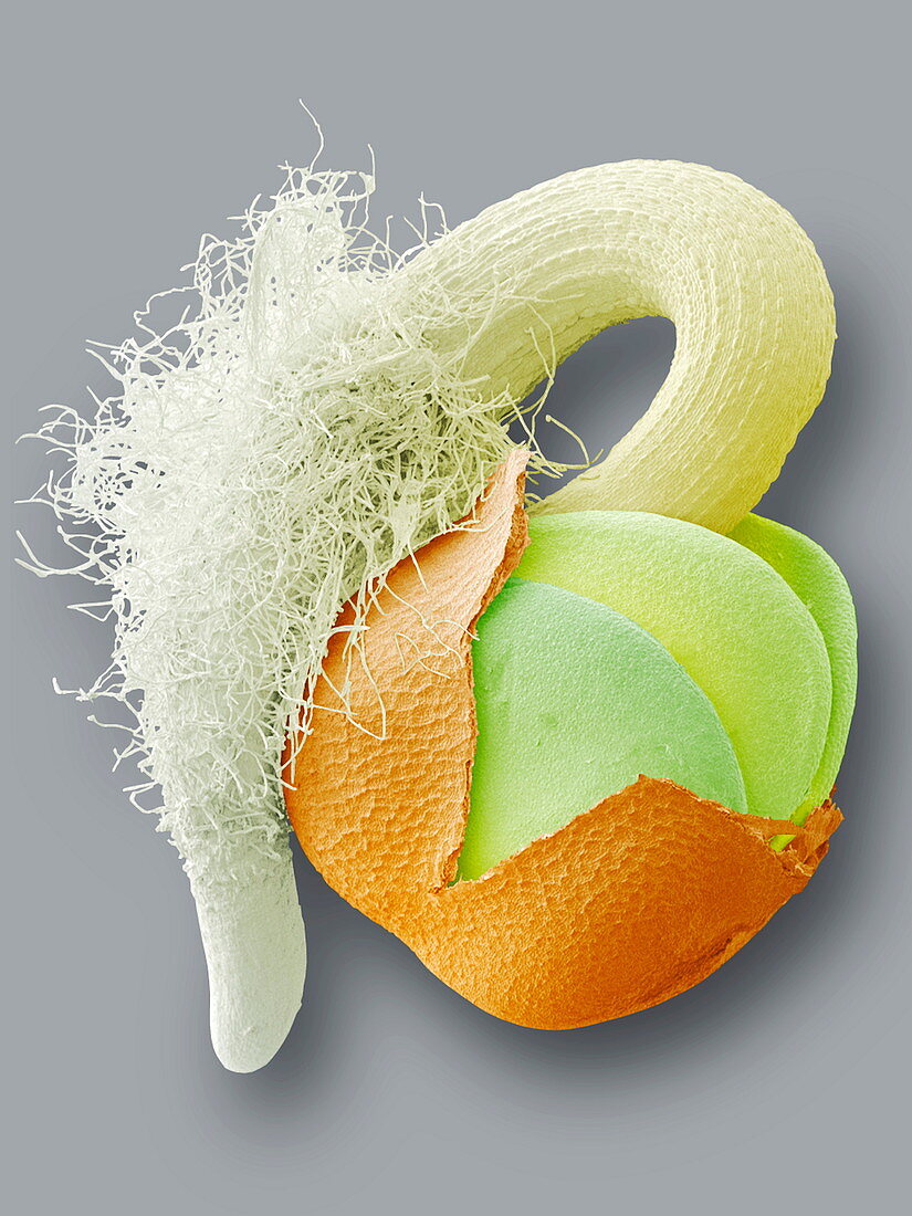 Germinating seed,SEM