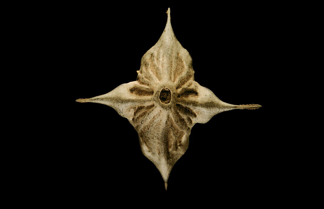 Water chestnut seed pod