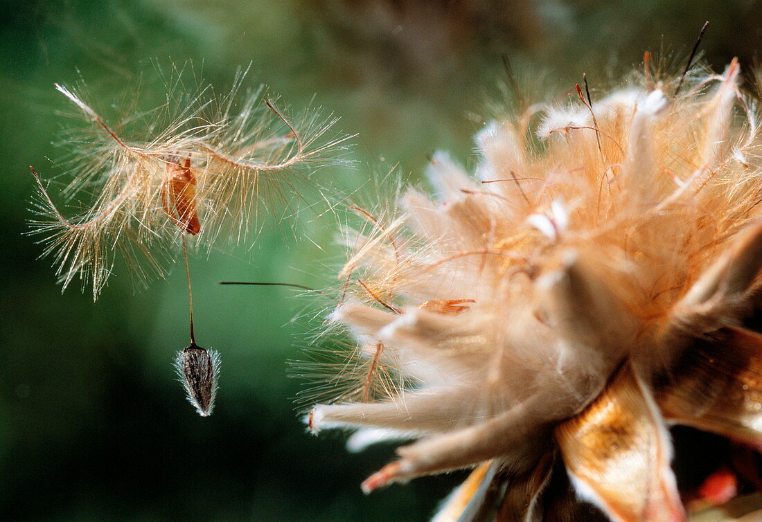 Spinningtop conebush seed
