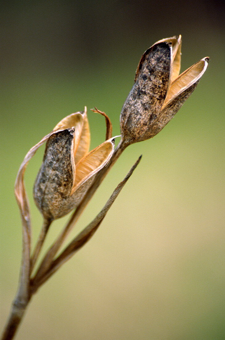 Japanese water iris seed pods (Iris sp.)