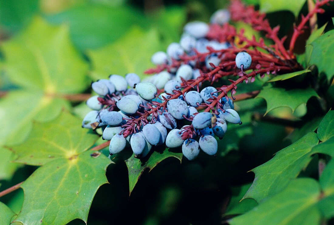 Oregon grape berries