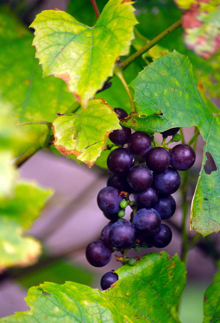 Amur river grapes (Vitis amurensis)