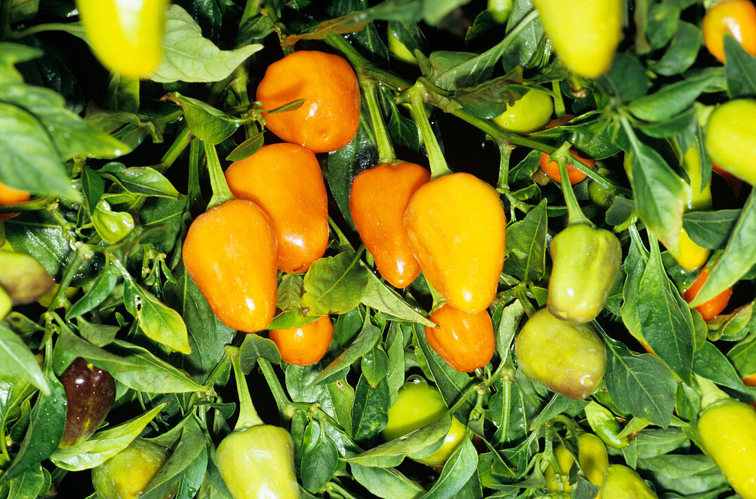 Ornamental peppers