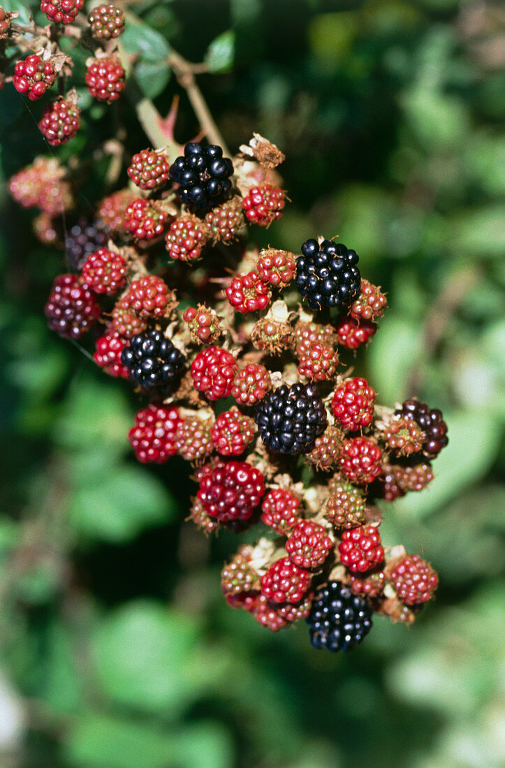 Blackberry fruits on branch