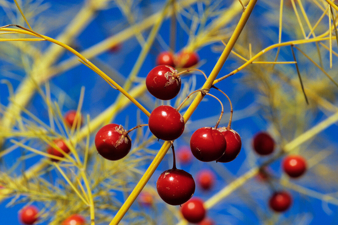 Asparagus berries