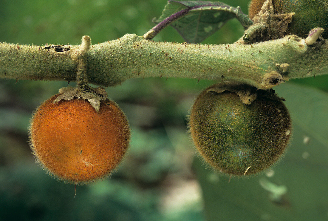 Naranjilla fruits (Solanum quitoense)