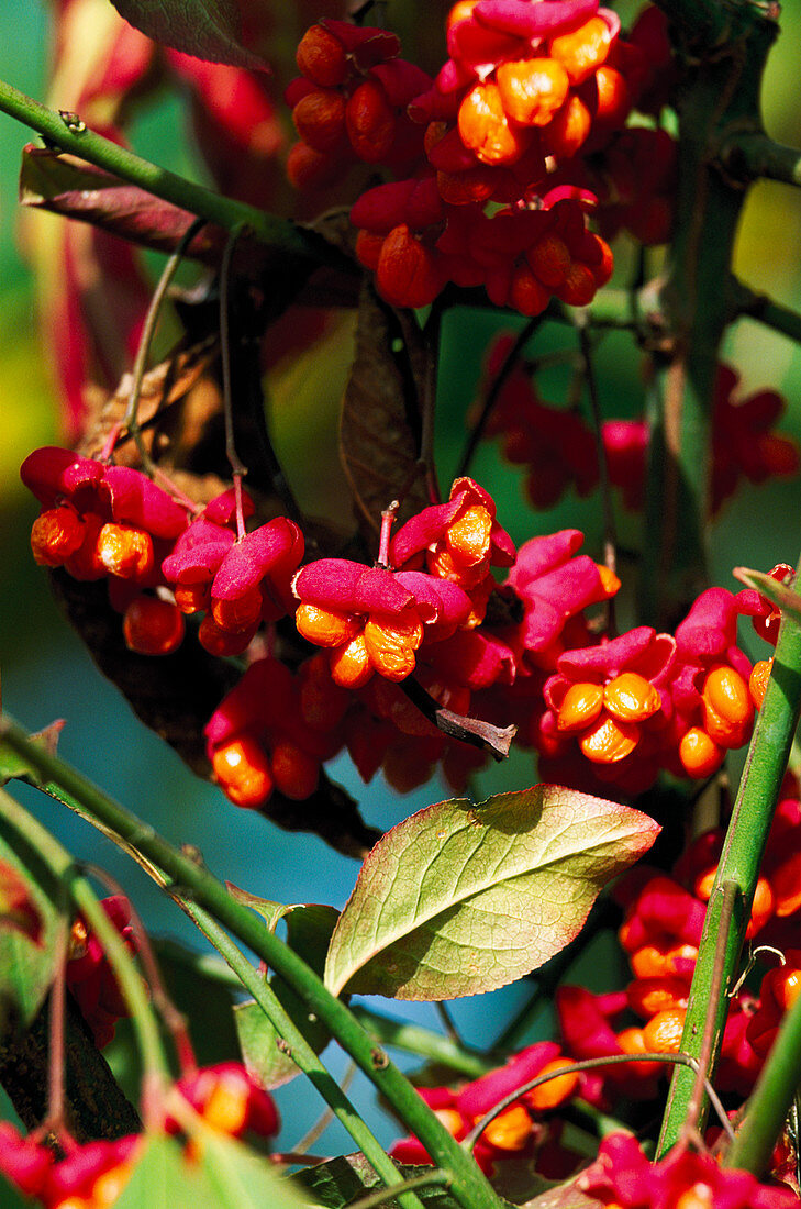 Common cranberry plant