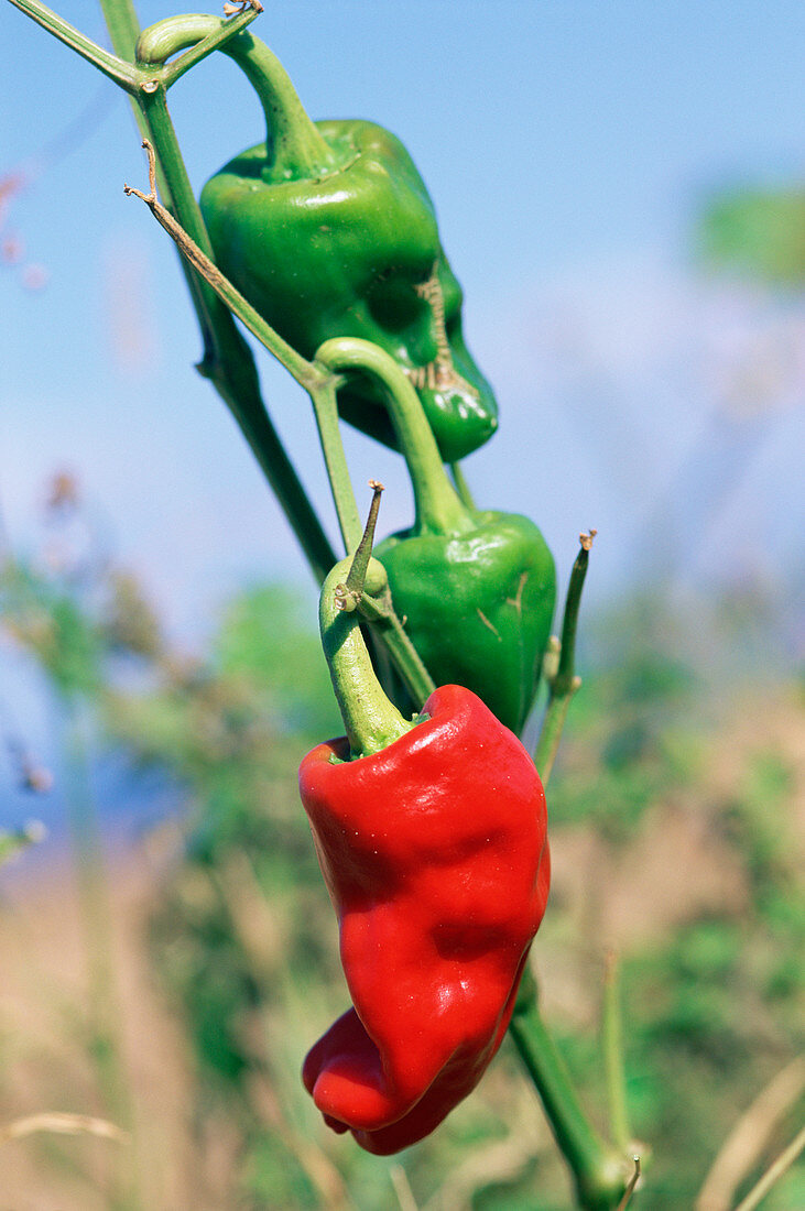 Red and green peppers (Capsicum sp.)