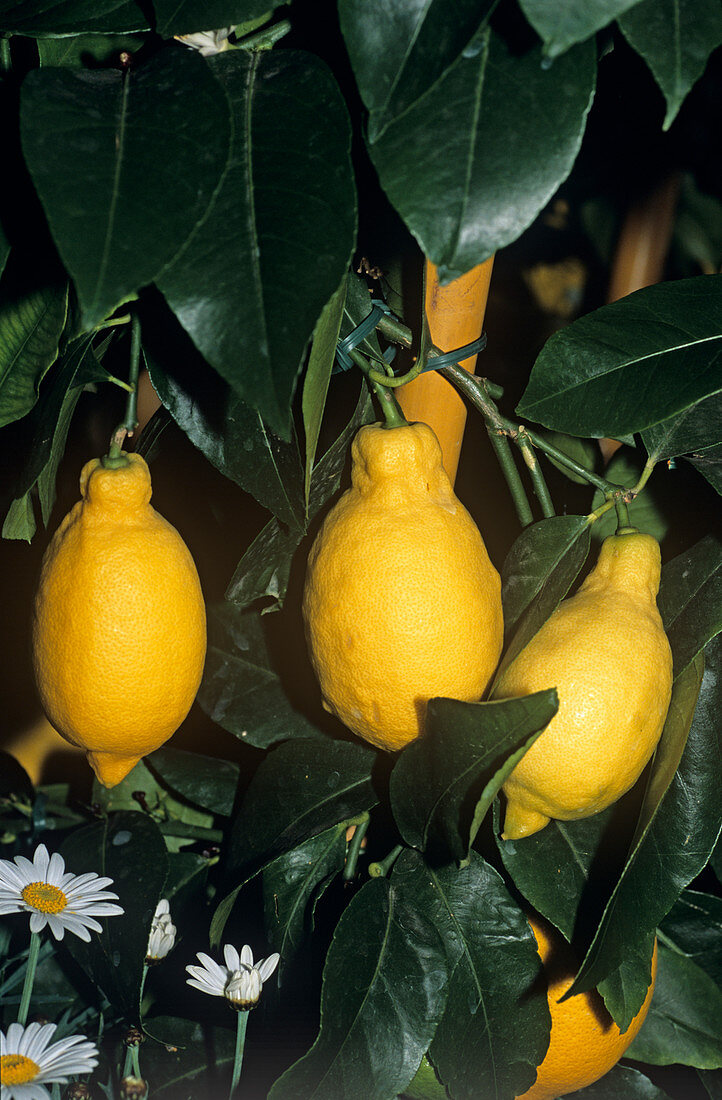 Lemon 'Garey's Eureka' fruit