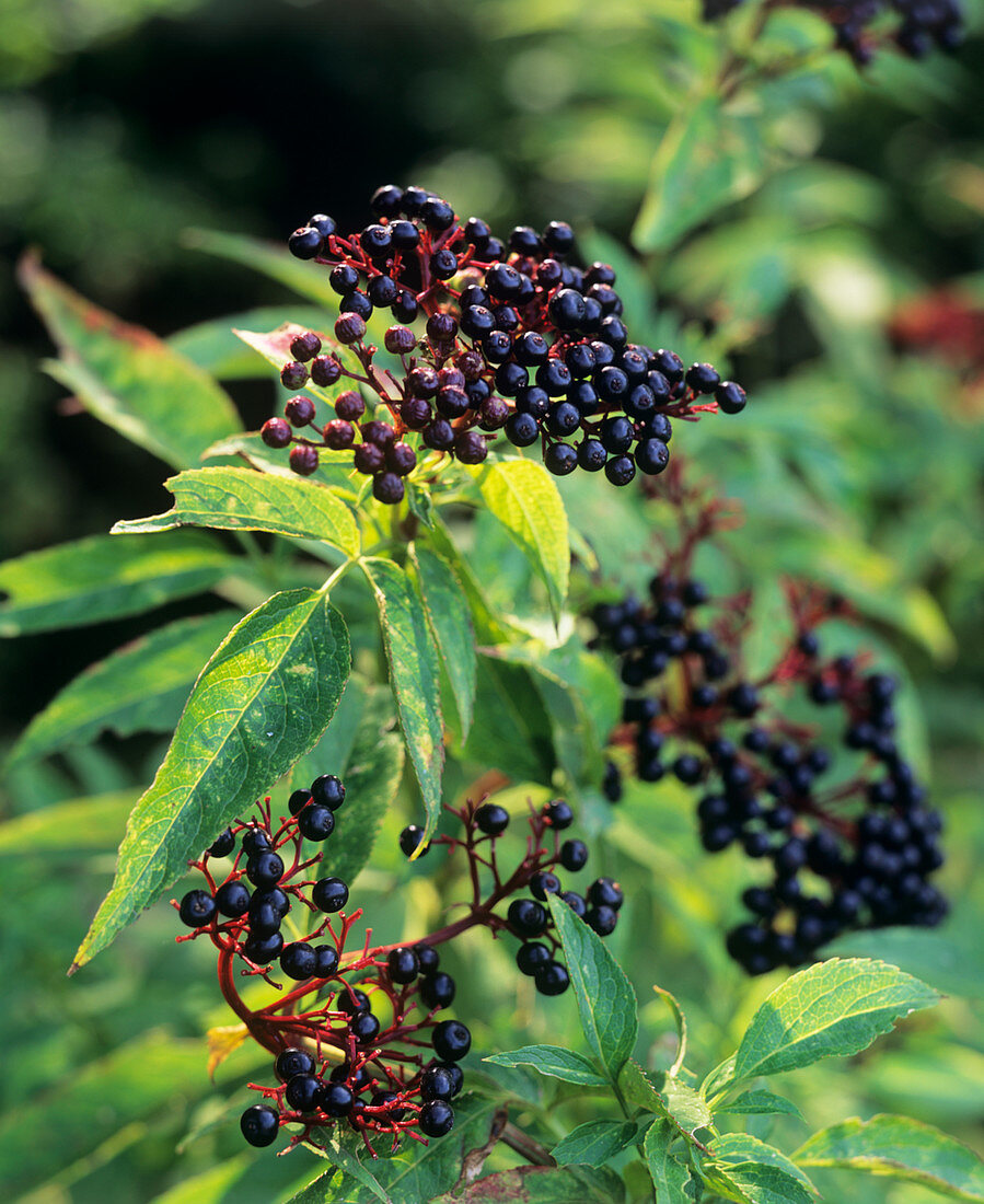 Elder berries (Sambuca nigra)