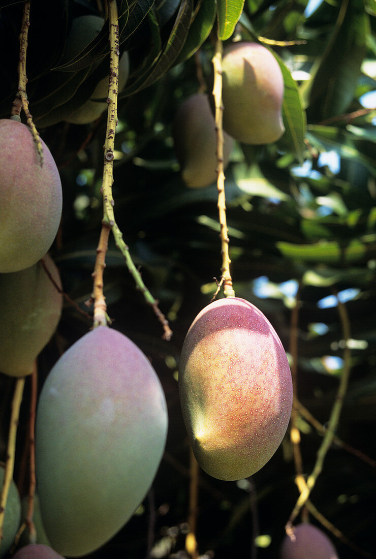 Mango fruit