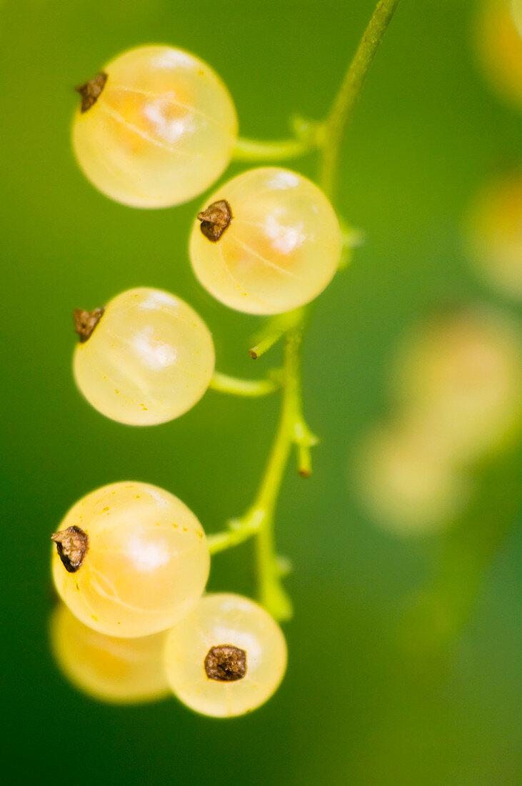 White currants (Ribes vulgare)