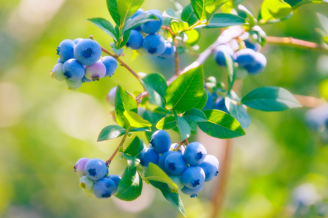 Blueberries (Vaccinium corymbosum)