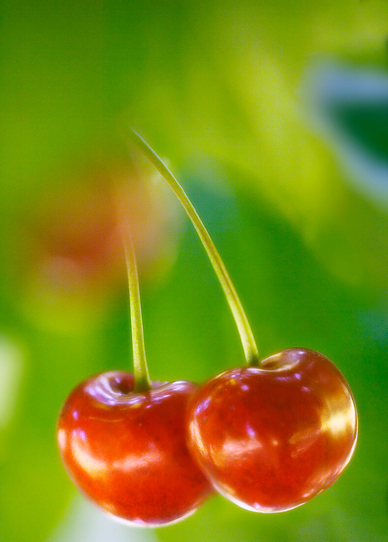 Sweet cherry (Prunus avium)
