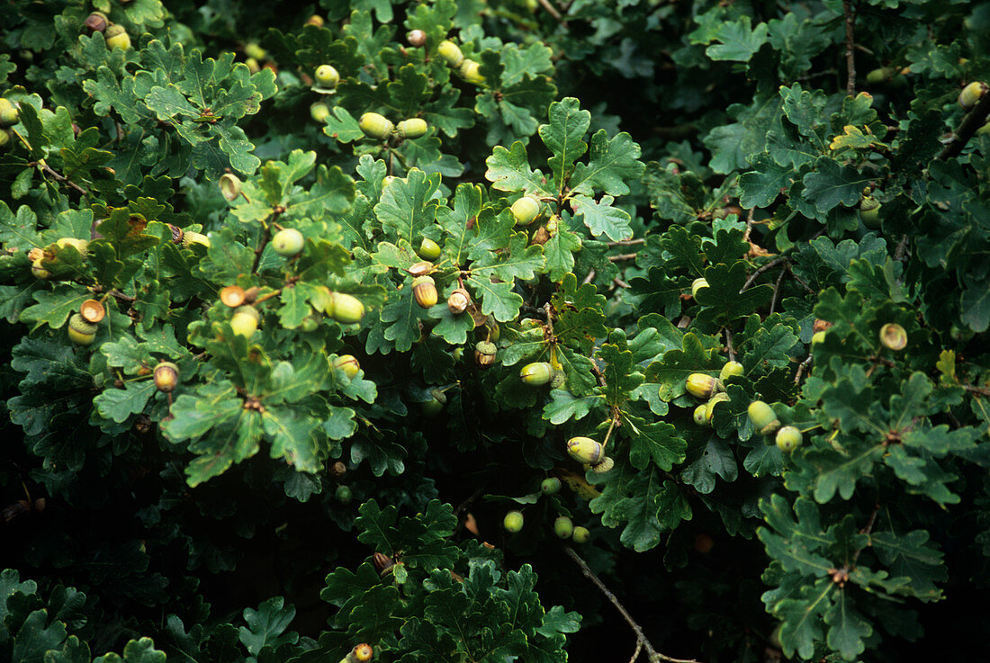 Sessile oak acorns (Quercus petraea)