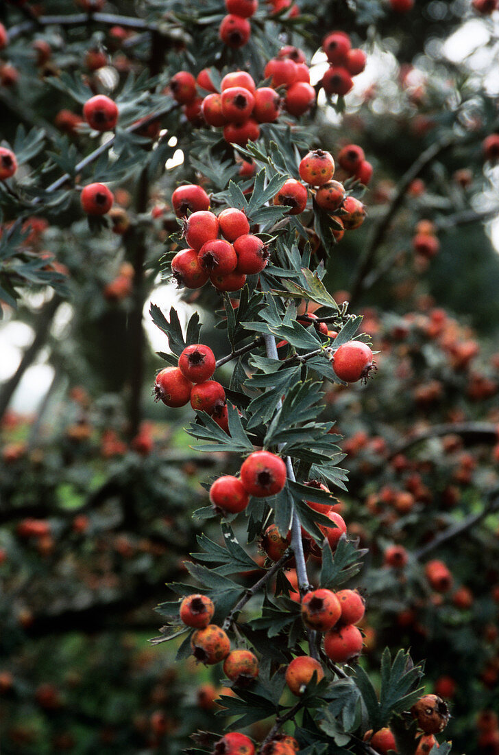 Hawthorn berries (Crataegus laciniata)