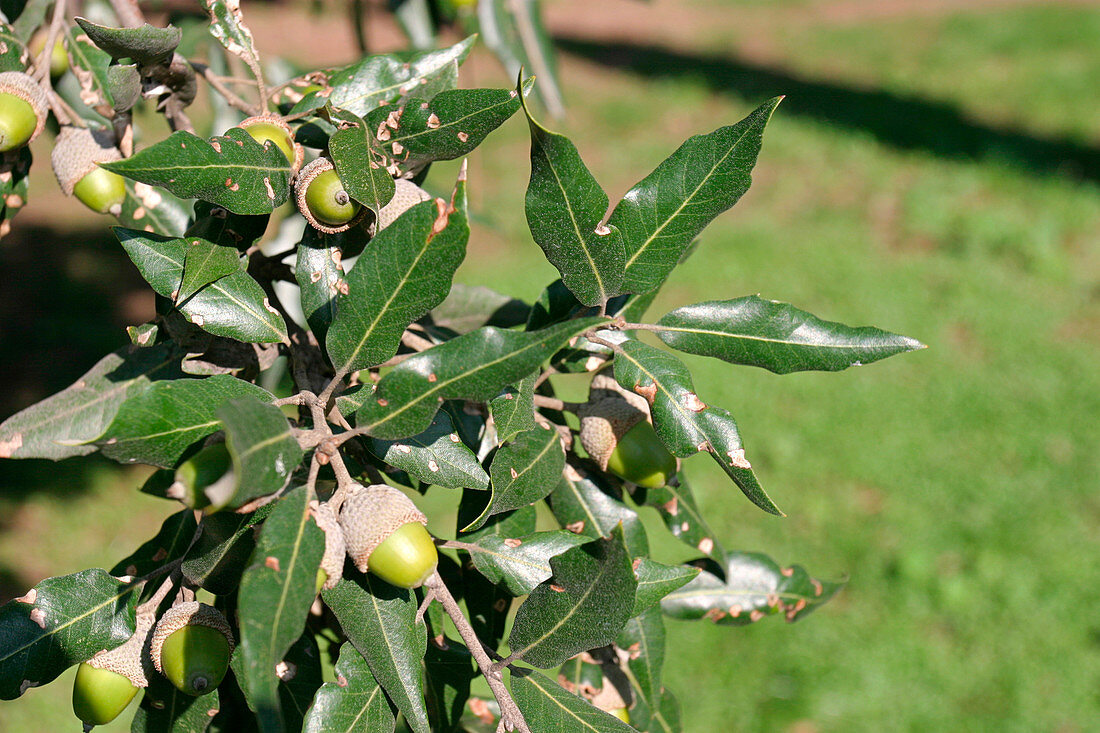 Holm oak (Quercus ilex) with acorns