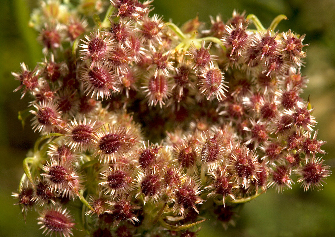 Wild carrot fruits