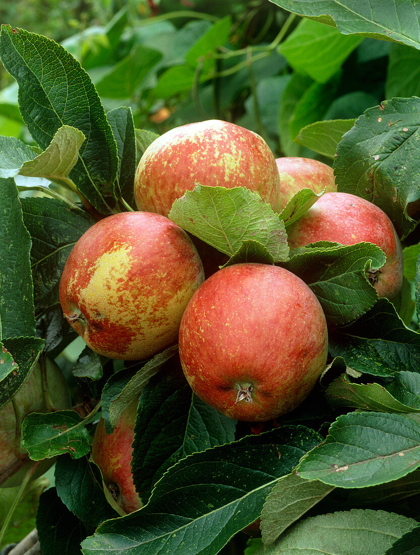 Apples (Malus 'Kidd's Orange')