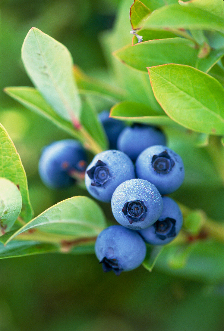 Blueberries growing on a shrub