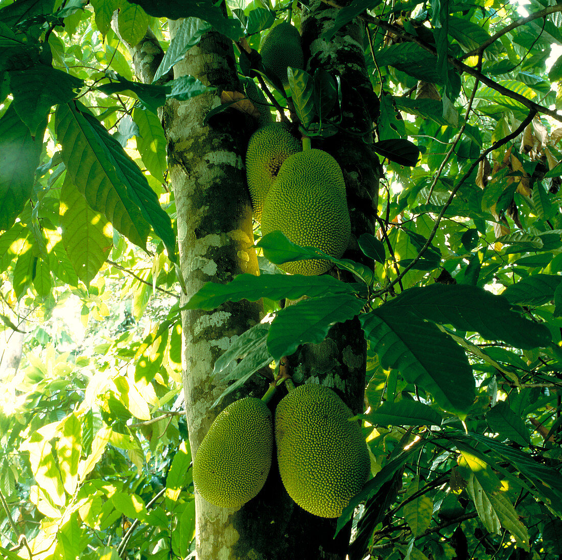 Jackfruit