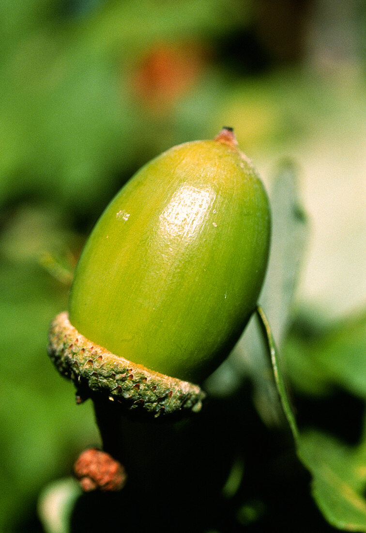 Oak acorn