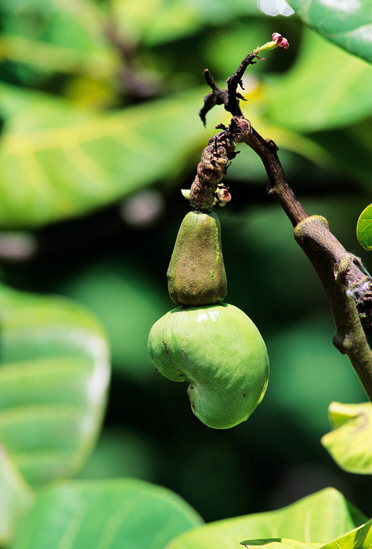 Unripe cashew nuts