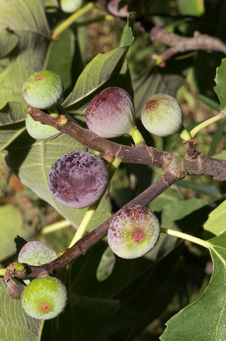 Figs (Ficus carica 'Noire de Caromb')