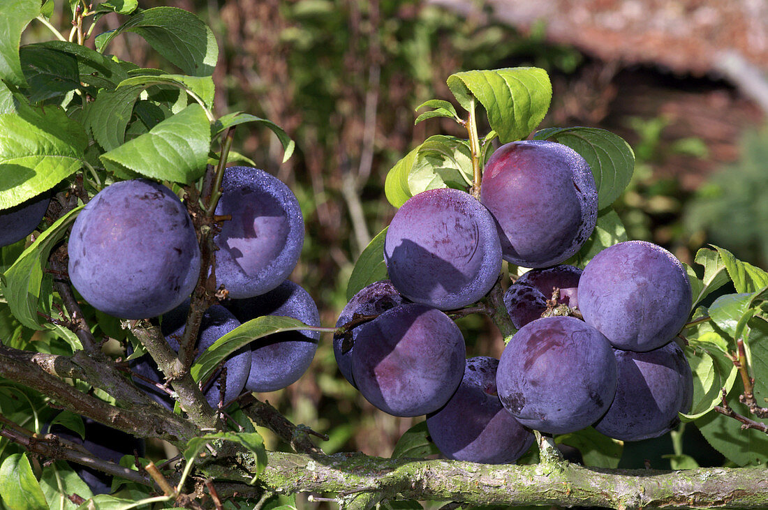Plums (Prunus domestica 'Friar')