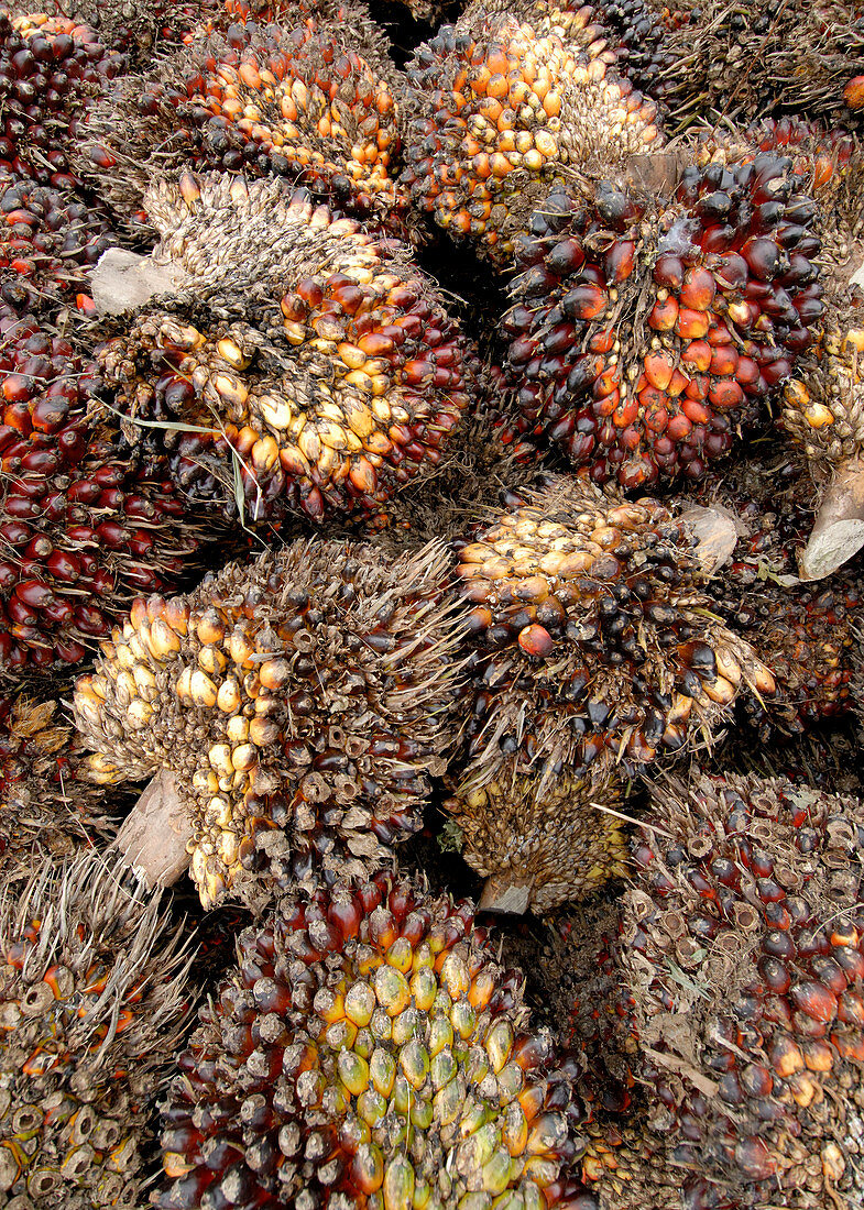 African oil palm fruits