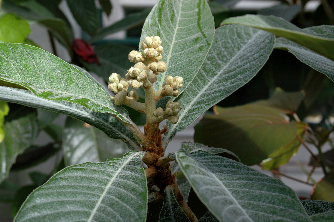 Loquat fruit (Eriobotrya japonica)