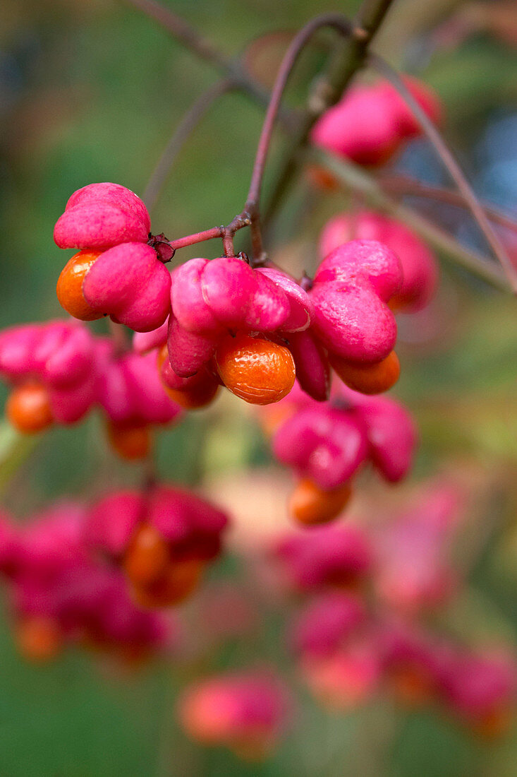 Spindle berries (Euonymus sp.)
